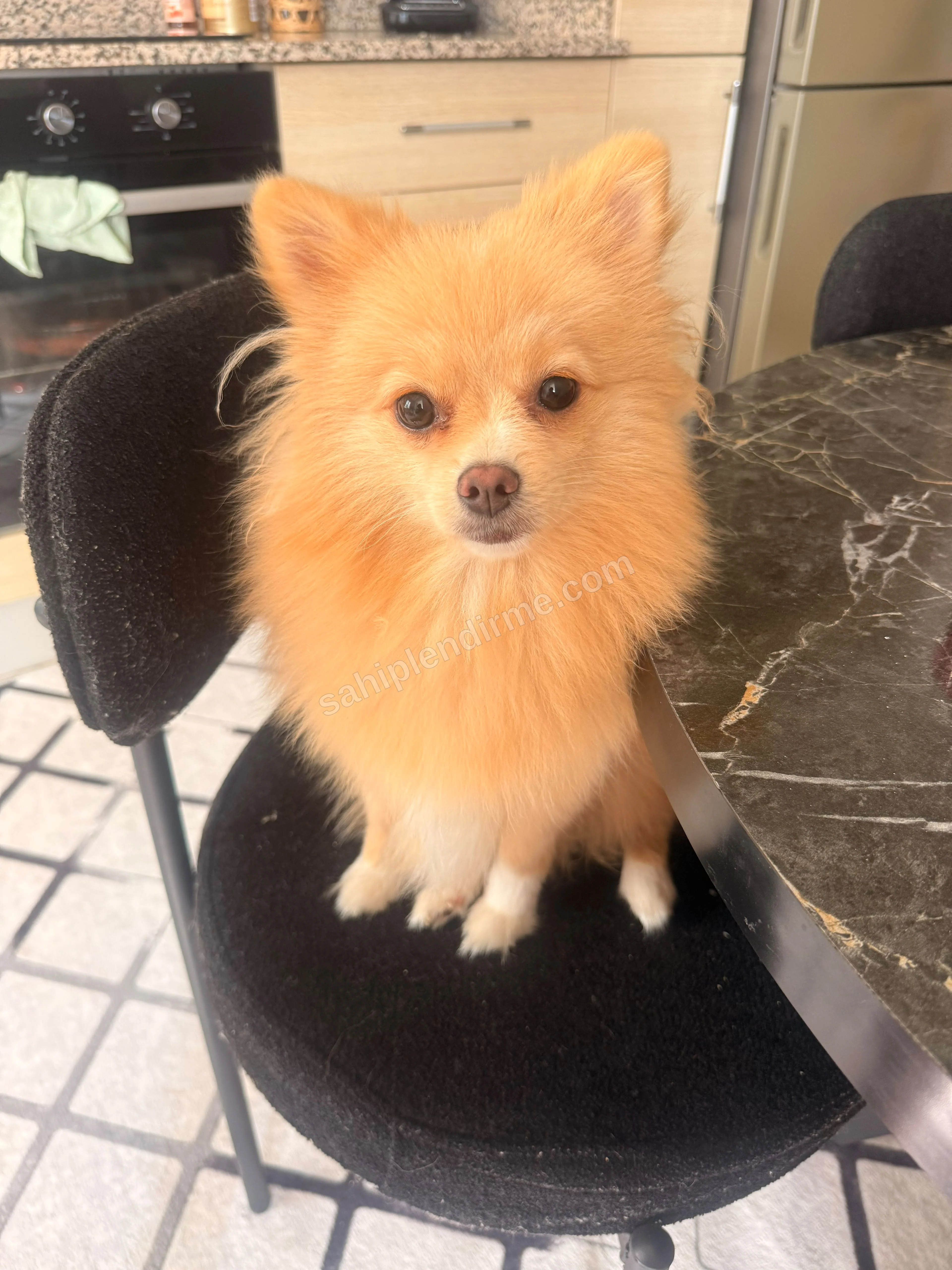 İlgi manyağı kızım ailesini arıyor - Pomeranian Spitz — İlan fotoğrafı
